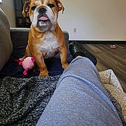 Hammy Sammy joined the competition — help win amazing prizes! bulldog, puppy, dog, toy, pink_toy, couch, blanket, person_leg, sweatpants, shoe, black_shoe, indoor, floor, wooden_floor, wall, pet, animal, relaxed, cozy, home