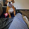 bulldog, puppy, dog, toy, pink_toy, couch, blanket, person_leg, sweatpants, shoe, black_shoe, indoor, floor, wooden_floor, wall, pet, animal, relaxed, cozy, home