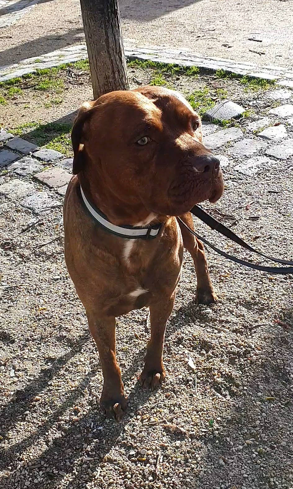 Youri participe au concours pour gagner de l'argent avec cette photo : american_pit_bull_terrier, bandog, canidae, carnivore, dog, dog_breed, dogue_de_bordeaux, fawn, liver, mammal, molosser, pit_bull, rare_breed_dog, snout, sporting_group, vertebrate, working_dog