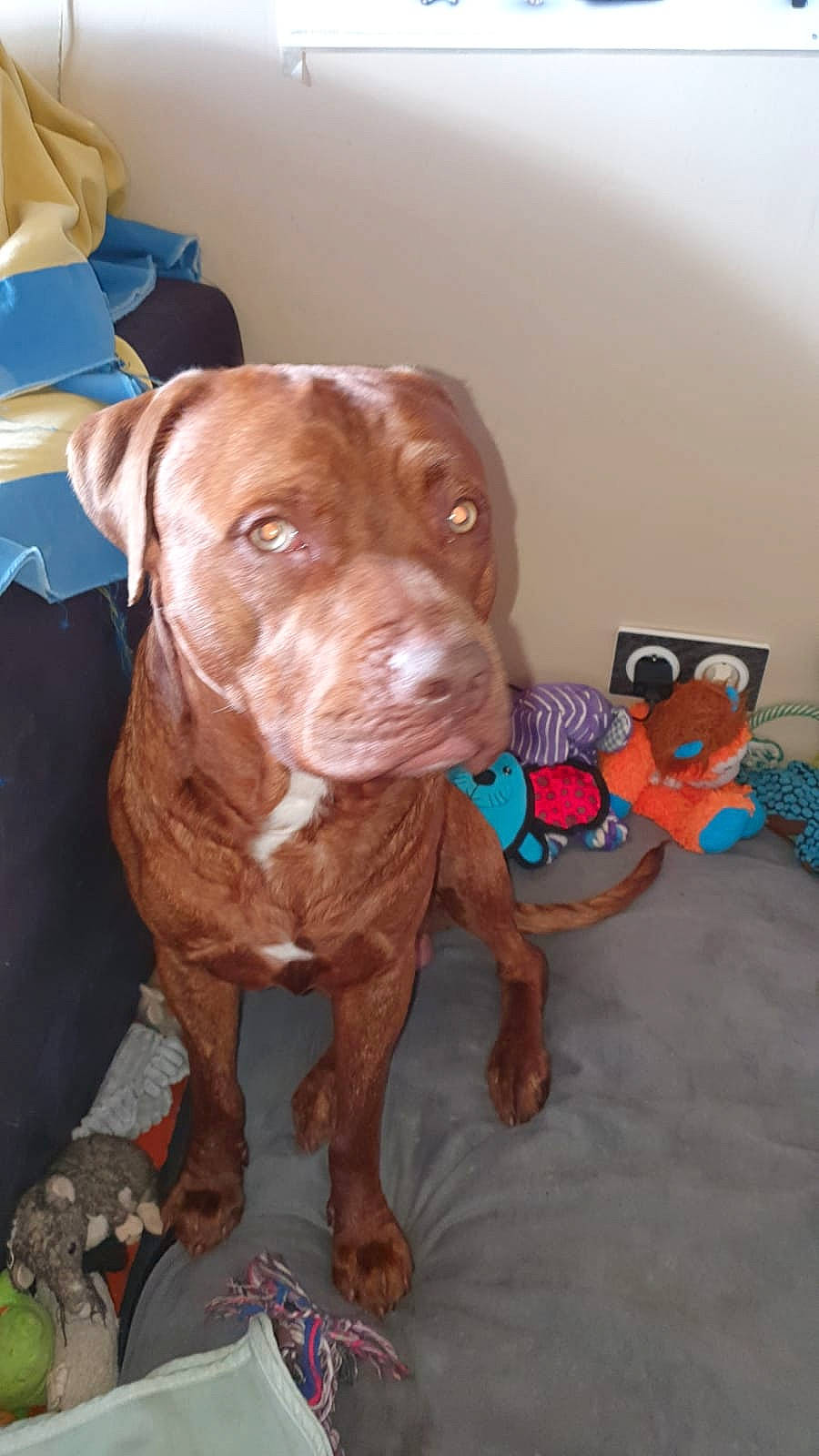 Youri a rejoint le concours — aidez-le/la à gagner de superbes lots ! american_pit_bull_terrier, bandog, canidae, carnivore, dog, dog_breed, fawn, mammal, non_sporting_group, pit_bull, rare_breed_dog, snout, sporting_group, vertebrate, vizsla