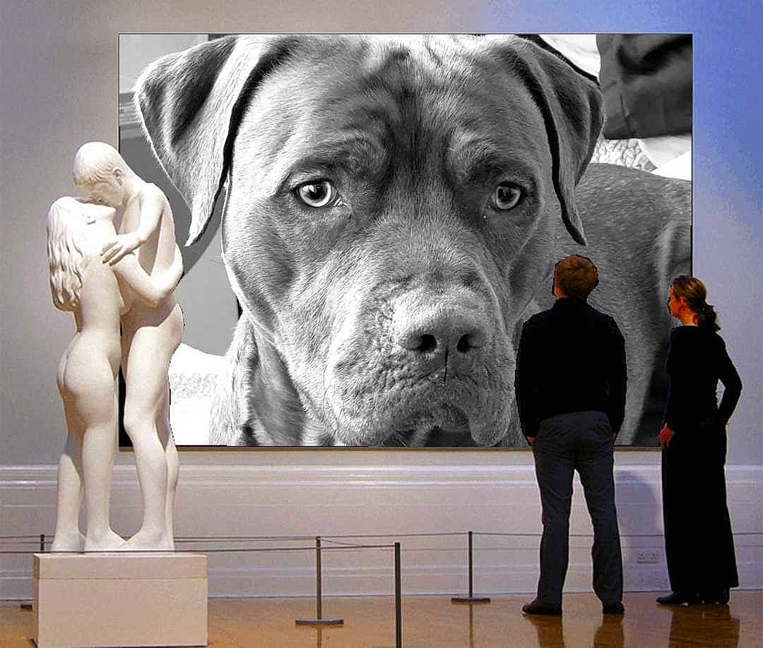 Youri a rejoint le concours — aidez-le/la à gagner de superbes lots ! american_bulldog, ancient_dog_breeds, art, canidae, carnivore, companion_dog, dog, dog_breed, dogue_de_bordeaux, fawn, giant_dog_breed, great_dane, guard_dog, molosser, snout, sporting_group, working_dog