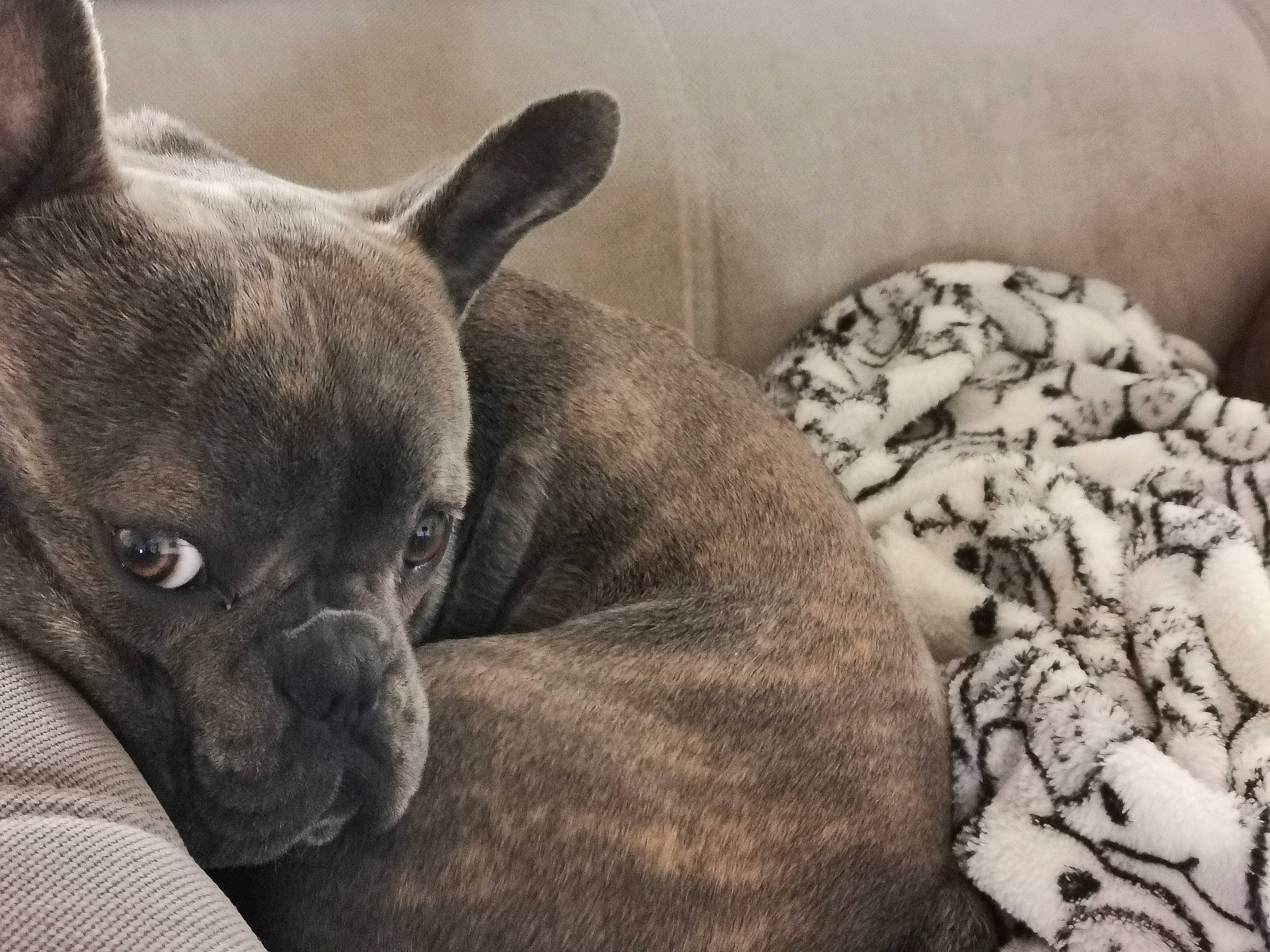 Poncho participe au concours pour gagner de l'argent avec cette photo : bulldog, carnivore, comfort, companion_dog, dog, dog_breed, ear, fawn, french_bulldog, grey, non_sporting_group, snout, sporting_group, terrestrial_animal, toy_dog, whiskers, working_animal, wrinkle