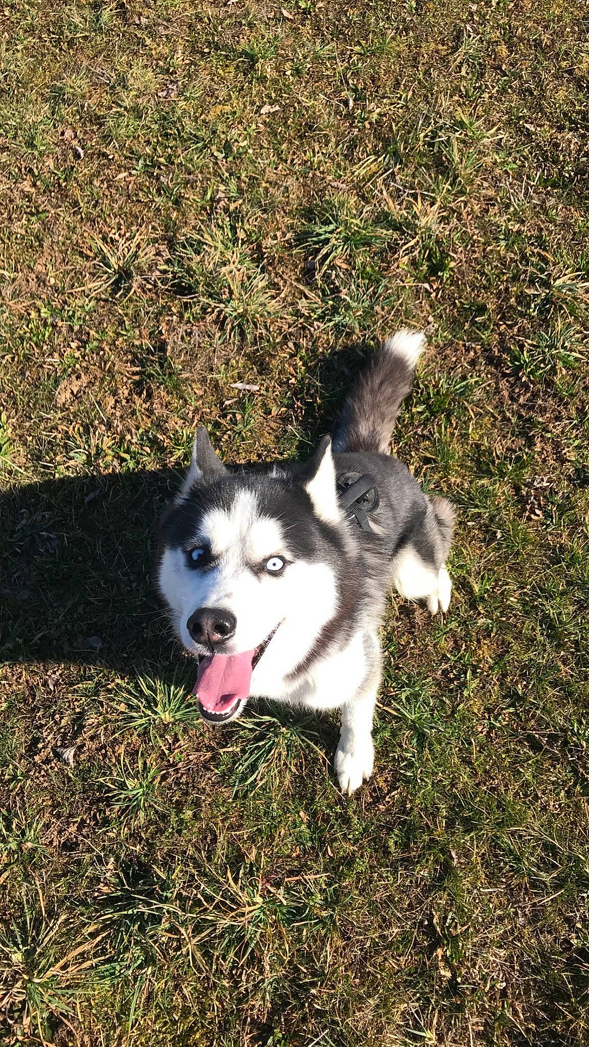 Sheron a rejoint le concours — aidez-le/la à gagner de superbes lots ! canidae, carnivore, companion_dog, dog, dog_breed, grass, non_sporting_group, plant, siberian_husky, sled_dog, sporting_group, tail, working_animal, working_dog