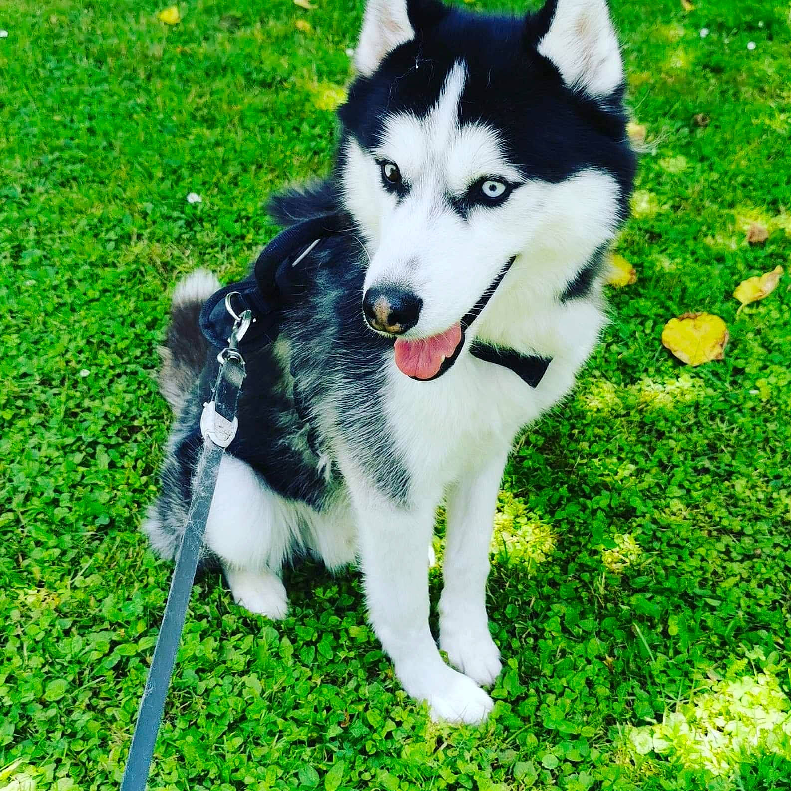 Sheron a rejoint le concours — aidez-le/la à gagner de superbes lots ! canidae, carnivore, collar, companion_dog, dog, dog_breed, fur, grass, green, grey, groundcover, lawn, pet_supply, sled_dog, snout, sporting_group, whiskers, wolf, working_animal, working_dog