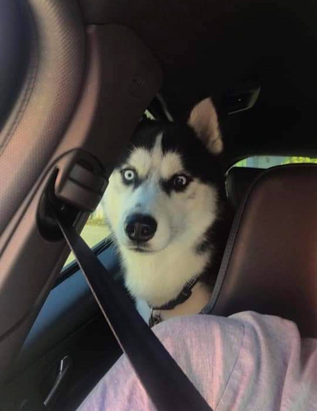 Sheron a rejoint le concours — aidez-le/la à gagner de superbes lots ! black, canidae, car_seat, carnivore, companion_dog, dog, dog_breed, fixture, sled_dog, snout, vehicle_door, whiskers, working_animal, working_dog