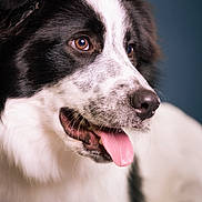 Aube participe au concours pour gagner de l'argent avec cette photo : animal, black_and_white, brown_eyes, canine, close_up, cute, dog, ears, friendly, fur, happy, indoor, muzzle, pet, playful, portrait, snout, studio, tongue_out, whiskers