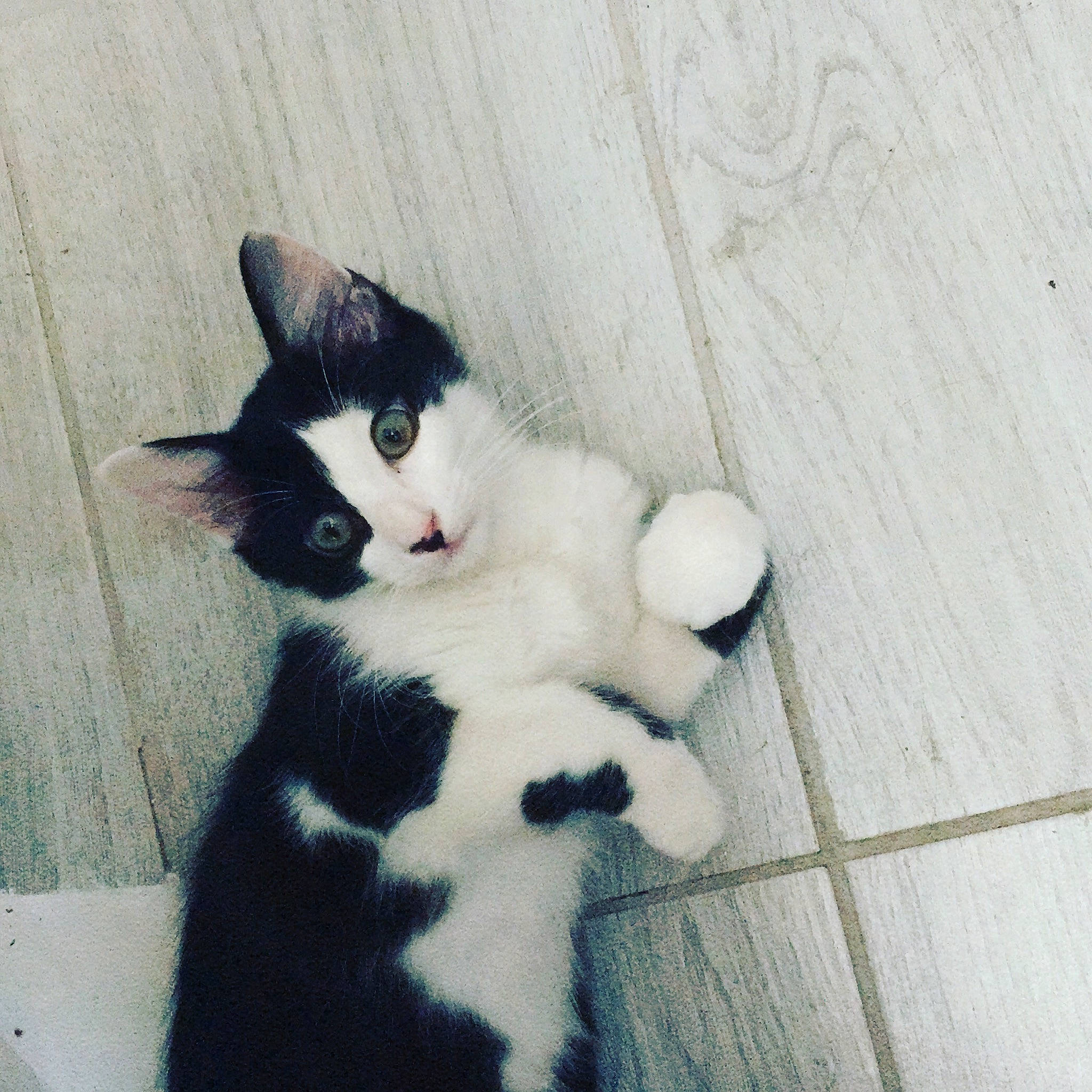 Dior participe au concours pour gagner de l'argent avec cette photo : carnivore, cat, domestic_short_haired_cat, felidae, floor, flooring, foot, fur, grey, human_leg, monochrome, monochrome_photography, pattern, paw, sitting, small_to_medium_sized_cats, snout, tail, whiskers, wood