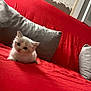 Wilow a rejoint le concours — aidez-le/la à gagner de superbes lots ! angora, animal, beanbag, bed, bedsheet, blanket, cat, couch, cushion, furniture, homedecor, kitten, manx, pet, pillow