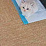 abyssinian, angora, animal, blanket, cat, document, hardwood, indoors, interiordesign, kitten, manx, mat, paper, person, pet, receipt, siamese, sleeping, text, wood