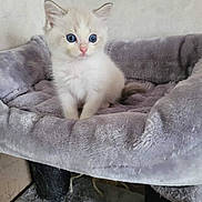 Wilow participe au concours pour gagner de l'argent avec cette photo : angora, animal, blanket, canine, cat, dog, dogbed, kitten, pet
