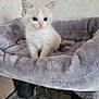 angora, animal, blanket, canine, cat, dog, dogbed, kitten, pet