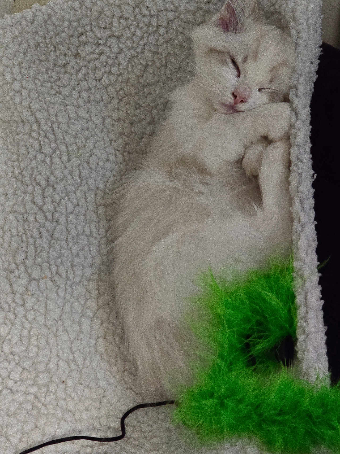 Wilow a rejoint le concours — aidez-le/la à gagner de superbes lots ! accessories, angora, animal, bed, blanket, cat, clothing, computer, couch, electronics, featherboa, fur, furniture, kitten, laptop, pc, person, pet, siamese, sleeping