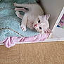 Wilow a rejoint le concours — aidez-le/la à gagner de superbes lots ! abyssinian, angora, animal, blanket, canine, cat, cushion, dog, homedecor, indoors, kitten, manx, person, pet, puppy, quilt, siamese, sleeping, towel