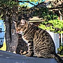 cat, tabby, outdoor, tree, brick_building, sunlight, tongue, perched, gray_surface, animal, pet, nature, daylight, feline, fur, ears, tail, leaves, shadow, background