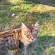 Monkey joined the competition — help win amazing prizes! cat, tabby_cat, grass, outdoor, animal, pet, sunlight, nature, whiskers, fur, mammal, greenery, daylight, ground, eyes, ears, walking, closeup, side_view, curious