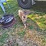 Monkey is registered to the contest to win money with this photo: cat, tabby_cat, grass, yard, fire_pit, rust, tire, vehicle, car, plastic_chair, outdoor, sunlight, nature, animal, pet, walking, brown, green, daytime, curious