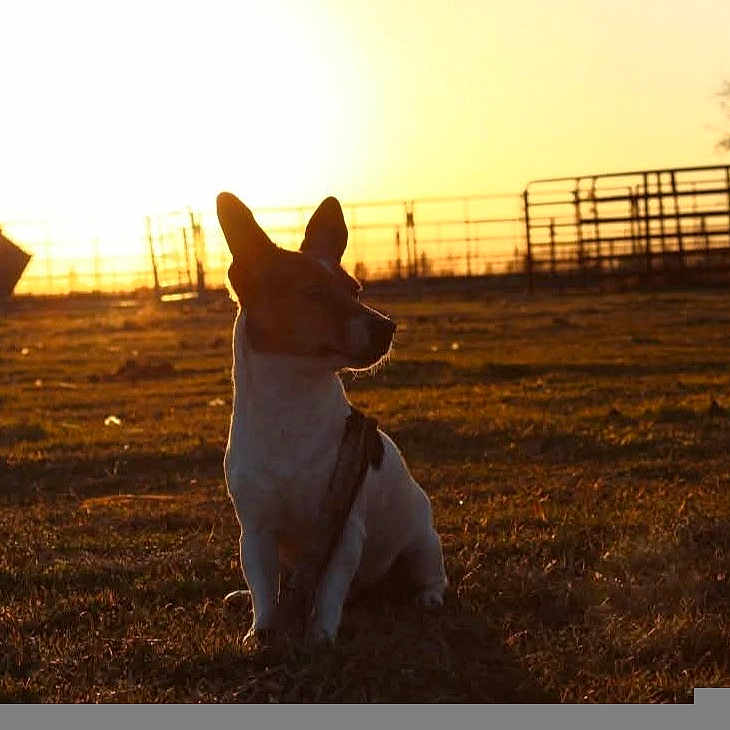 Lexi is registered to the contest to win money with this photo: animal, brown, canine, dog, evening, fence, field, grass, nature, outdoor, peaceful, pet, quiet, rural, scenic, silhouette, sitting, sunlight, sunset, white
