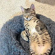 Jinu joined the competition — help win amazing prizes! animal, box, carpet, cat, cozy, cute, feline, fluffy, home, indoor, kitten, paw, pet_bed, relaxed, resting, sleeping, striped, sunlight, tabby, whiskers