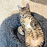 cat, kitten, tabby, sleeping, pet_bed, fluffy, carpet, sunlight, indoor, relaxed, cozy, feline, striped, cute, paw, whiskers, box, home, resting, animal