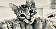 Jinu is registered to the contest to win money with this photo: animal, blanket, cat, closeup, cozy, curious, cute, domestic, ears, face, feline, indoors, light, pet, plush, resting, soft, tabby, whiskers, window