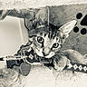 Jinu is registered to the contest to win money with this photo: animal, black_and_white, cat, cat_tree, close_up, collar, curious, ears, feline, fur, indoor, kitten, pet, playful, portrait, soft, tag, texture, whiskers, young_cat
