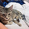 Jinu joined the competition — help win amazing prizes! animal, bedroom, blanket, cat, closeup, comfort, couch, cozy, ear, fur, human_arm, indoor, paw, pet, relaxed, remote_control, resting, striped, tabby_cat, whiskers