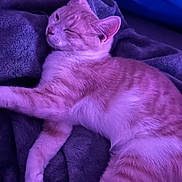 Buttercup is registered to the contest to win money with this photo: cat, sleeping, relaxed, lying_down, blanket, couch, indoor, pet, feline, fur, whiskers, ears, closed_eyes, purple_lighting, blue_lighting, cozy, portrait, close_up, soft_texture, resting
