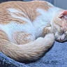 Buttercup is registered to the contest to win money with this photo: cat, sleeping, curled_up, cream_fur, white_fur, pet, animal, indoor, blanket, cozy, relaxed, resting, closed_eyes, ears, tail, whiskers, soft, blue_blanket, furry, cute