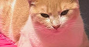 Buttercup is registered to the contest to win money with this photo: cat, orange_cat, white_cat, pet, animal, feline, sleepy, relaxed, lying_down, sitting, close_up, portrait, whiskers, ears, eyes, nose, paws, fur, blanket, indoor