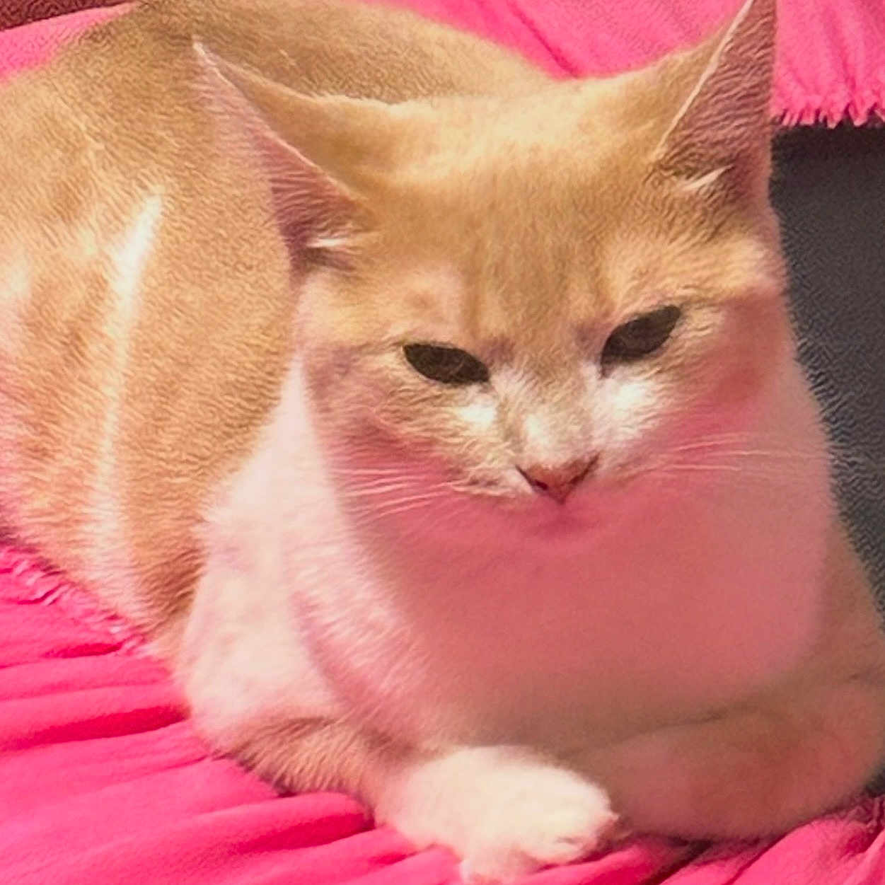 Buttercup is registered to the contest to win money with this photo: cat, orange_cat, white_cat, pet, animal, feline, sleepy, relaxed, lying_down, sitting, close_up, portrait, whiskers, ears, eyes, nose, paws, fur, blanket, indoor