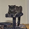 Gizmo is registered to the contest to win money with this photo: cat, gray_cat, pet, feline, animal, cat_tree, scratching_post, perched, sitting, lounging, indoors, home, portrait, yellow_eyes, short_hair, fluffy, hanging_toy, furniture, blanket, serious_expression