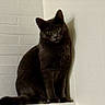 cat, animal, pet, sitting, portrait, dark_fur, gray_fur, yellow_eyes, pointed_ears, whiskers, tail, indoor, corner, wall, brick_wall, shadow, alert, serious, feline, photography