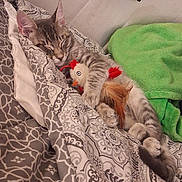 Casper is registered to the contest to win money with this photo: animal, bed, blanket, cat, cozy, cute, domestic, feline, gray, indoor, kitten, pattern, paw, relaxed, resting, sleeping, soft, striped, stuffed_animal, toy