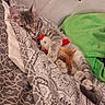 animal, bed, blanket, cat, cozy, cute, domestic, feline, gray, indoor, kitten, pattern, paw, relaxed, resting, sleeping, soft, striped, stuffed_animal, toy