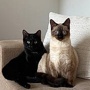 Stan And Bruno joined the competition — help win amazing prizes! cat, black_cat, siamese_cat, pets, feline, indoor, chair, cushion, fur, eyes, whiskers, sitting, domestic_animal, cute, animal, companions, relaxed, home, two_animals, portrait