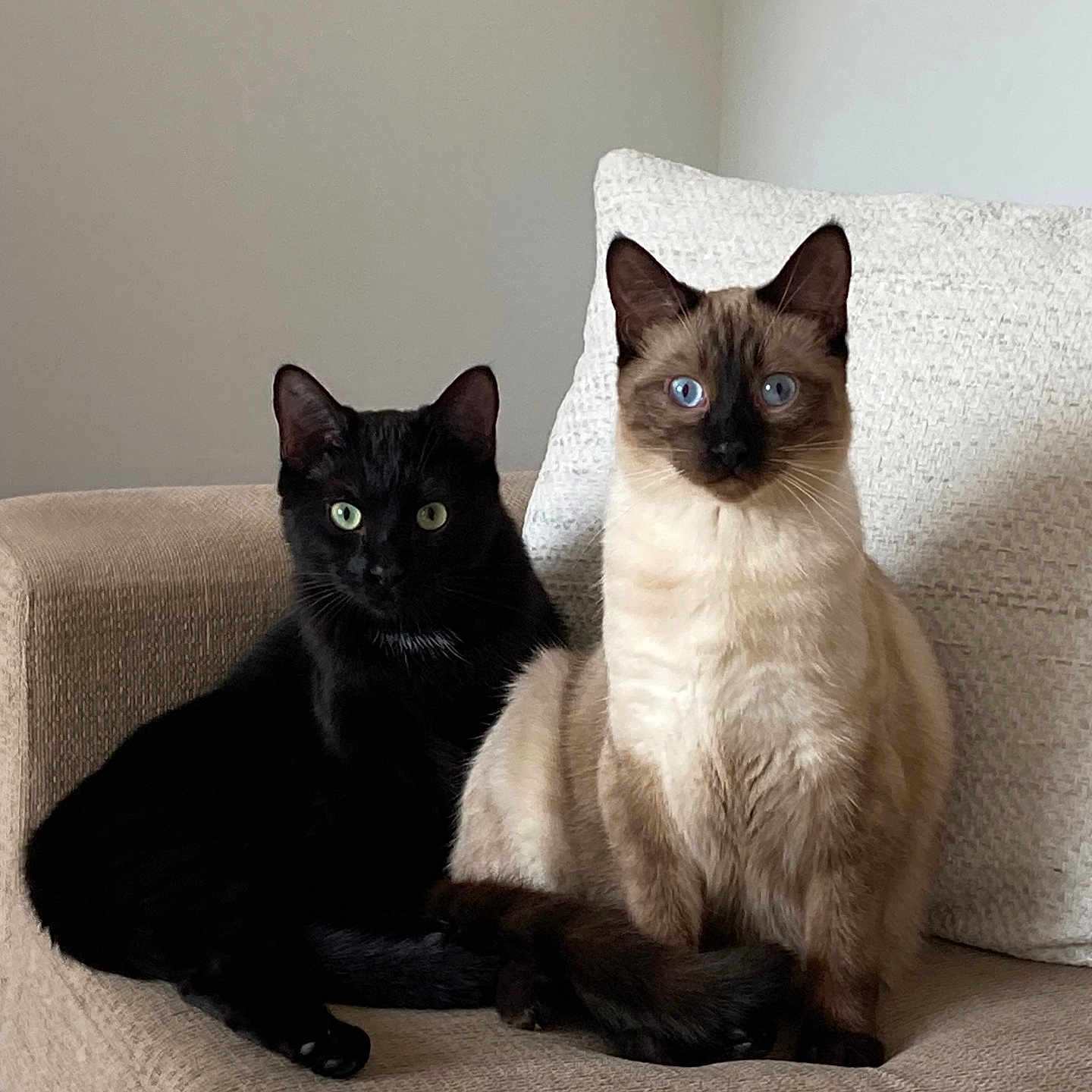 Stan And Bruno joined the competition — help win amazing prizes! animal, black_cat, cat, chair, companions, cushion, cute, domestic_animal, eyes, feline, fur, home, indoor, pets, portrait, relaxed, siamese_cat, sitting, two_animals, whiskers