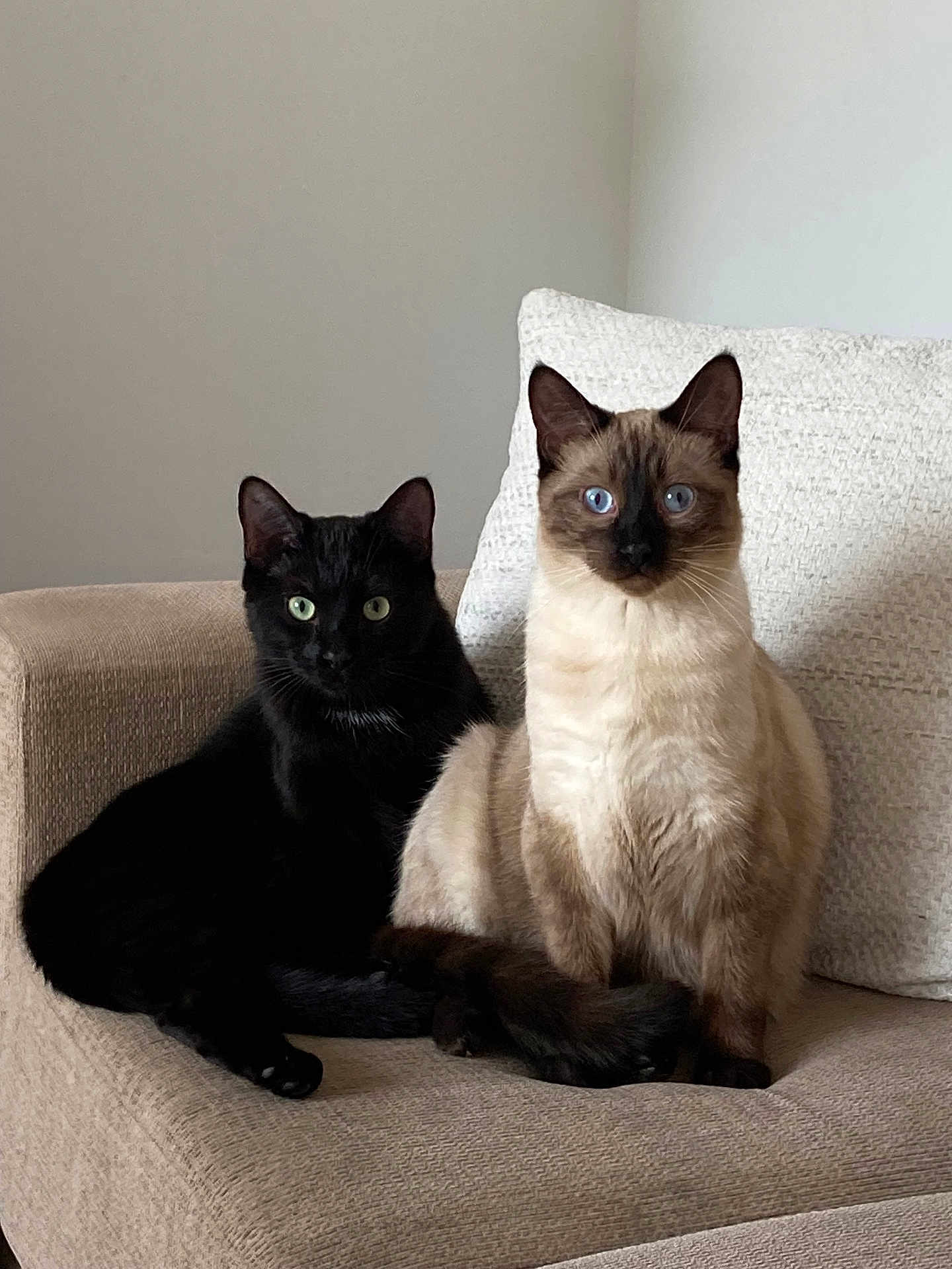 Stan And Bruno joined the competition — help win amazing prizes! cat, black_cat, siamese_cat, pets, feline, indoor, chair, cushion, fur, eyes, whiskers, sitting, domestic_animal, cute, animal, companions, relaxed, home, two_animals, portrait