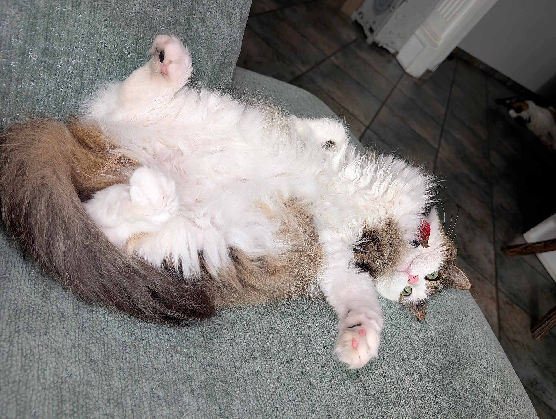 Choupette