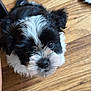 Ace joined the competition — help win amazing prizes! puppy, dog, black_and_white, fluffy, close_up, wooden_floor, pet, cute, young, animal, looking_up, small, fur, adorable, indoor, nose, whiskers, ears, face, companion