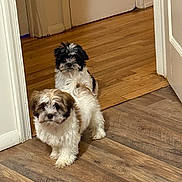 Ace is registered to the contest to win money with this photo: puppies, dogs, indoor, wooden_floor, doorway, curious, fluffy, small_dogs, pets, animal, two_animals, companion, cute, domestic_animal, fur, walking, standing, home, adorable, canine