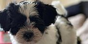 Ace is registered to the contest to win money with this photo: puppy, dog, black_and_white, fluffy, cute, indoor, table, pet, animal, fur, small, young, portrait, face, ears, nose, whiskers, domestic, companion, curious
