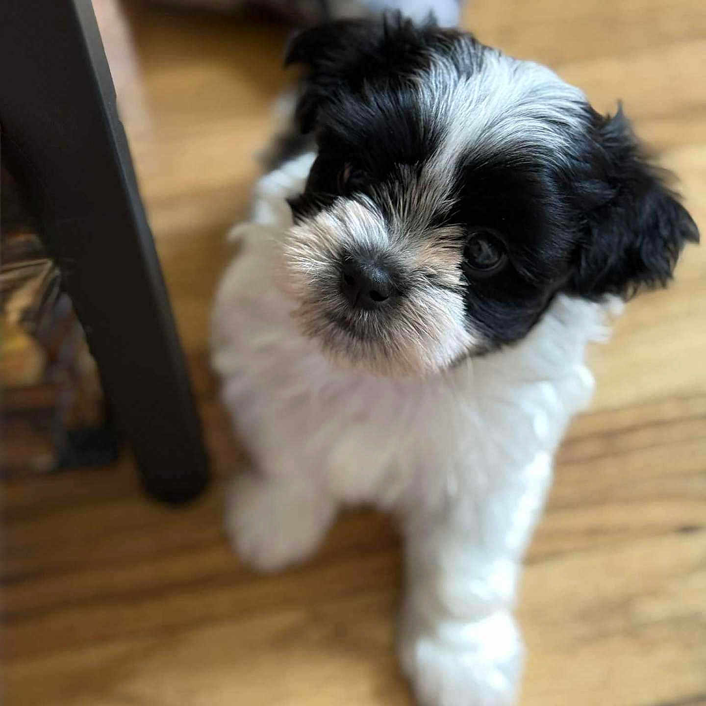 Ace is registered to the contest to win money with this photo: adorable, animal, black_and_white, blurred_background, canine, companion, cute, dog, domestic_animal, fluffy, friendly, fur, indoor, looking_up, pet, playful, puppy, small, wooden_floor, young