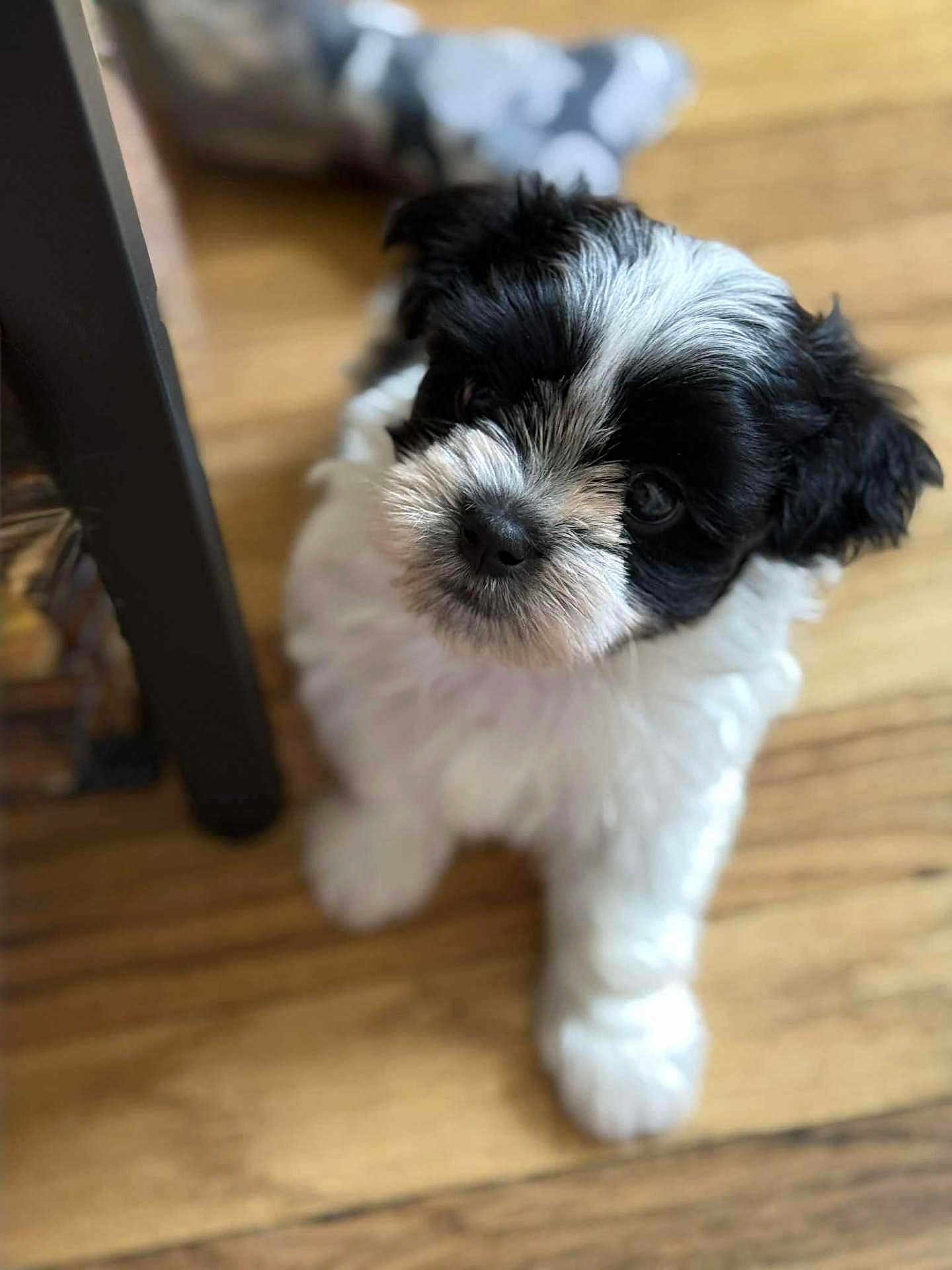 Ace is registered to the contest to win money with this photo: puppy, dog, black_and_white, fur, cute, pet, indoor, wooden_floor, animal, young, small, adorable, looking_up, blurred_background, fluffy, canine, domestic_animal, playful, friendly, companion