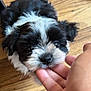 Ace is registered to the contest to win money with this photo: puppy, dog, black_and_white, fur, cute, hand, playful, wooden_floor, pet, nibble, close_up, adorable, young, small, indoor, animal, friendly, curious, domestic, companion