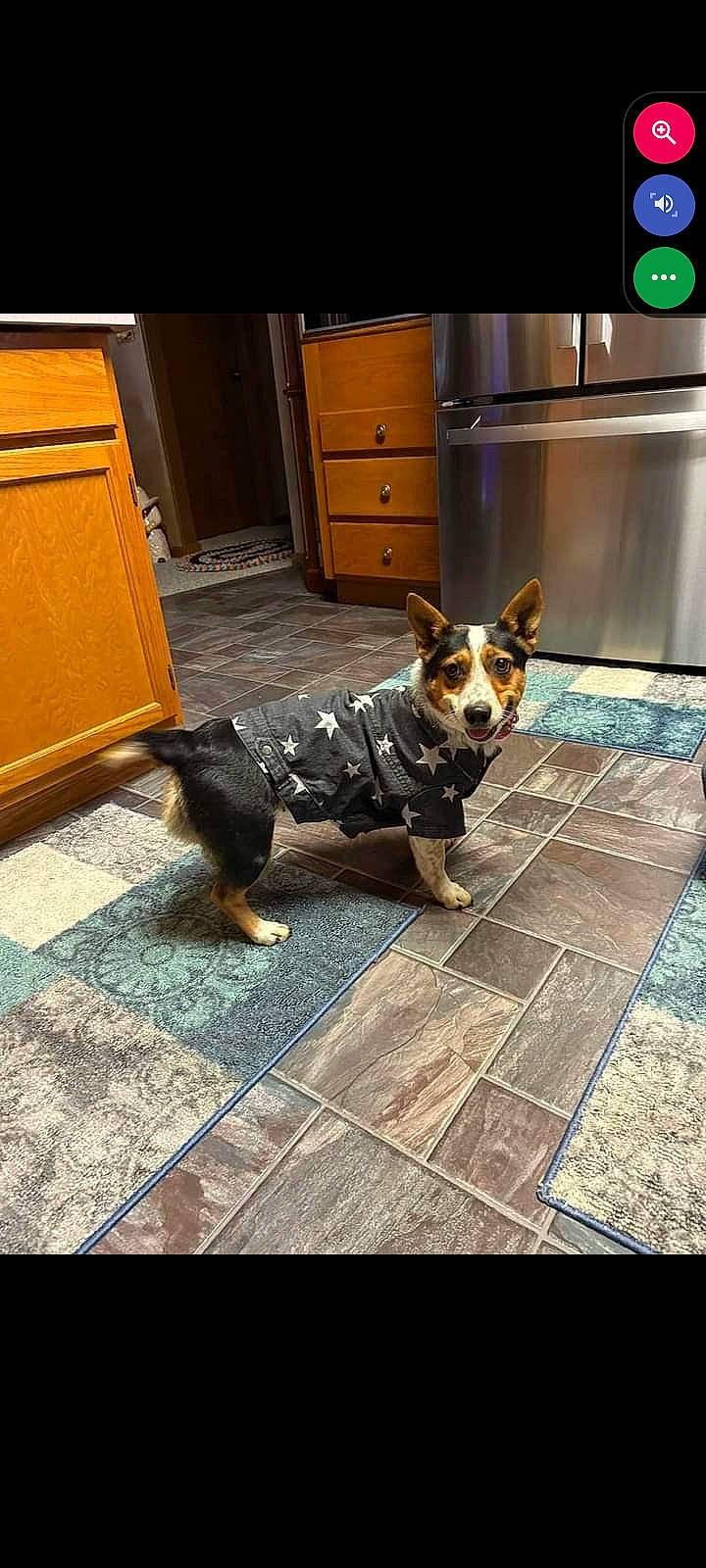 Tillie joined the competition — help win amazing prizes! cabinetry, canidae, carnivore, companion_dog, cupboard, dog, dog_breed, dog_supply, door, drawer, fawn, floor, flooring, hardwood, snout, sporting_group, tail, toy_dog, wood, working_animal