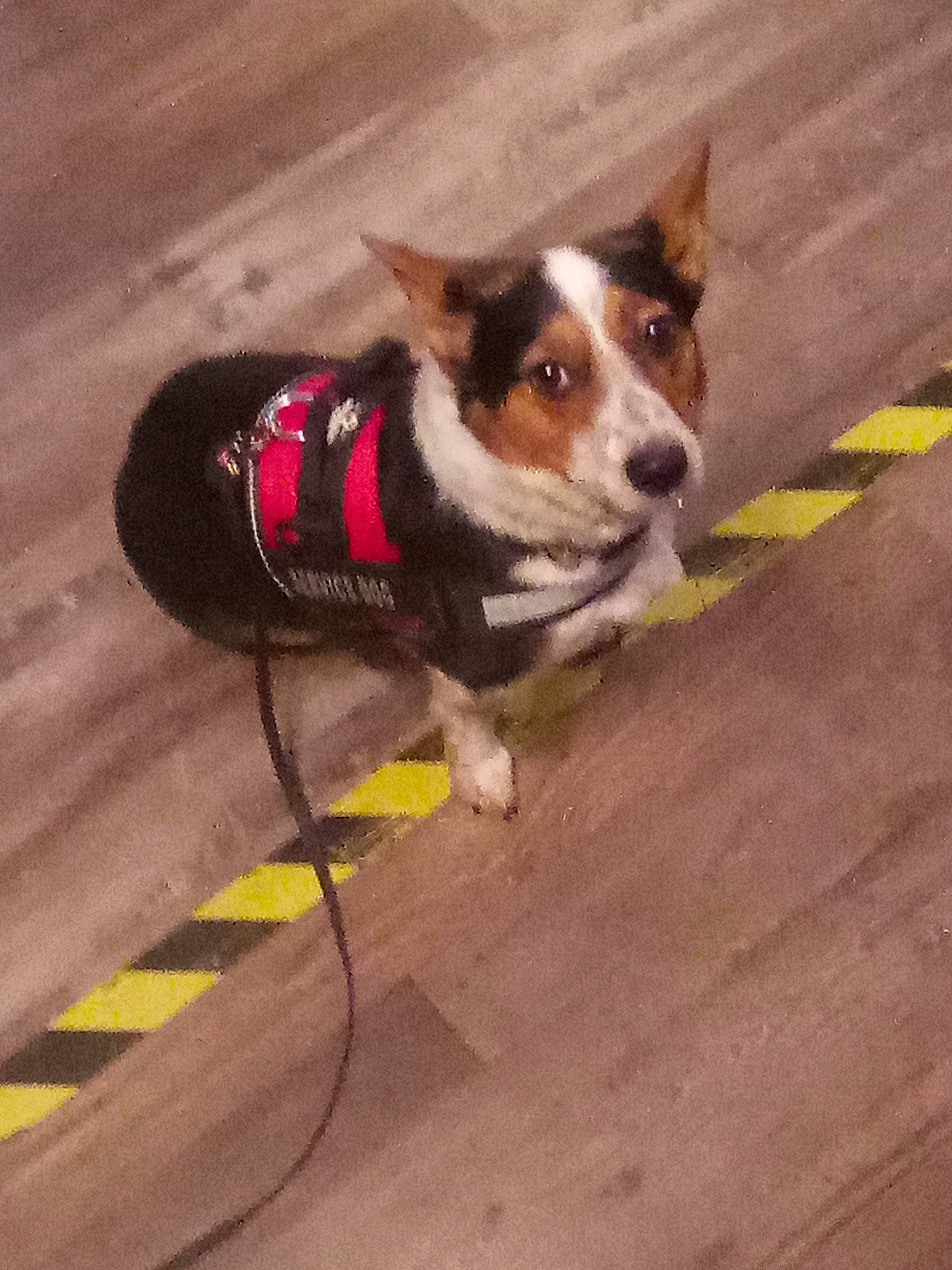 Tillie is registered to the contest to win money with this photo: carnivore, collar, companion_dog, dog, dog_breed, dog_collar, dog_supply, electric_blue, fashion_accessory, leash, paw, pet_supply, road_surface, shadow, snout, tail, whiskers, wood, working_animal, working_dog