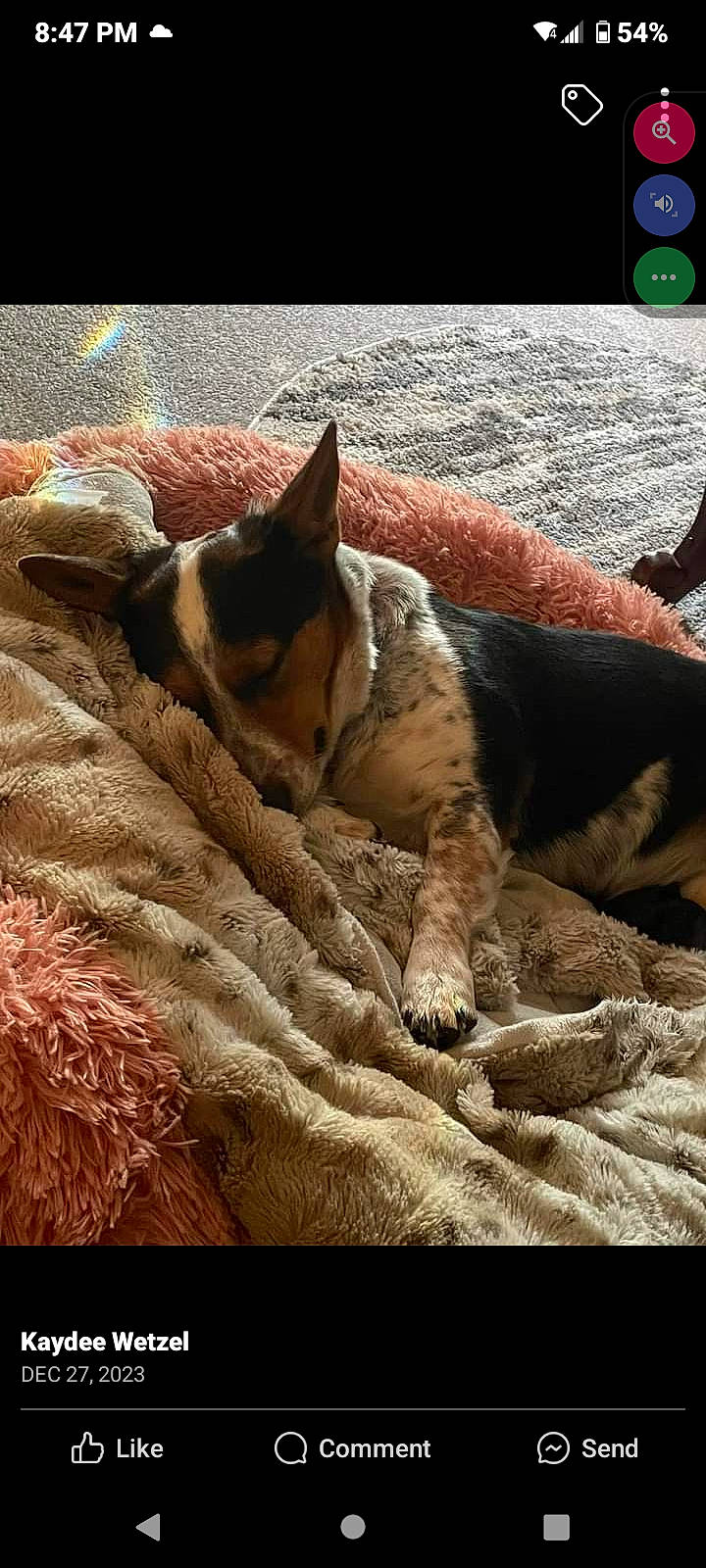 Tillie joined the competition — help win amazing prizes! canidae, carnivore, cat, comfort, companion_dog, dog, dog_breed, fawn, felidae, fur, linens, paw, small_to_medium_sized_cats, snout, sporting_group, tail, terrestrial_animal, tints_and_shades, whiskers, wood