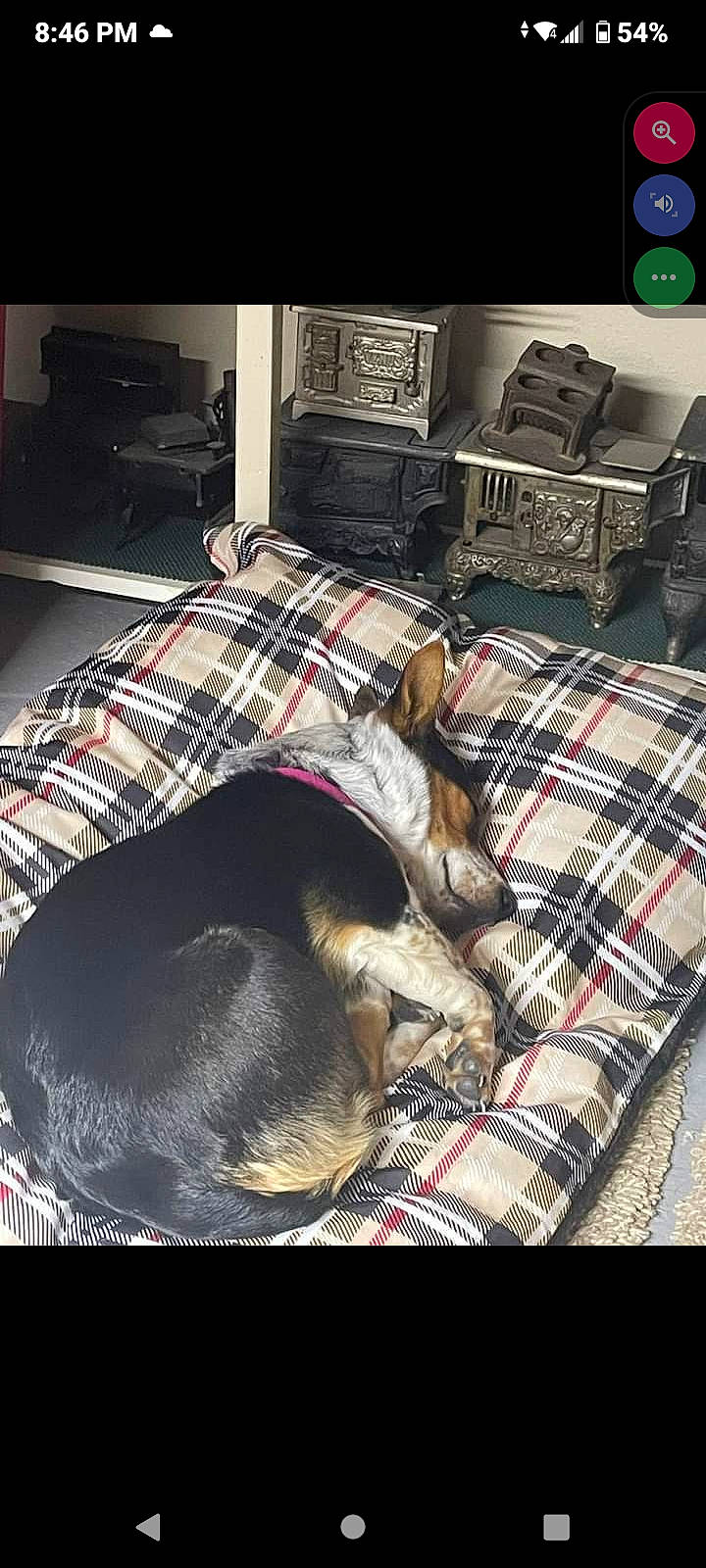 Tillie is registered to the contest to win money with this photo: bedding, canidae, carnivore, comfort, companion_dog, dog, dog_breed, dog_supply, flooring, fur, linens, metal, pattern, pet_supply, plaid, room, sporting_group, tartan, textile, working_animal