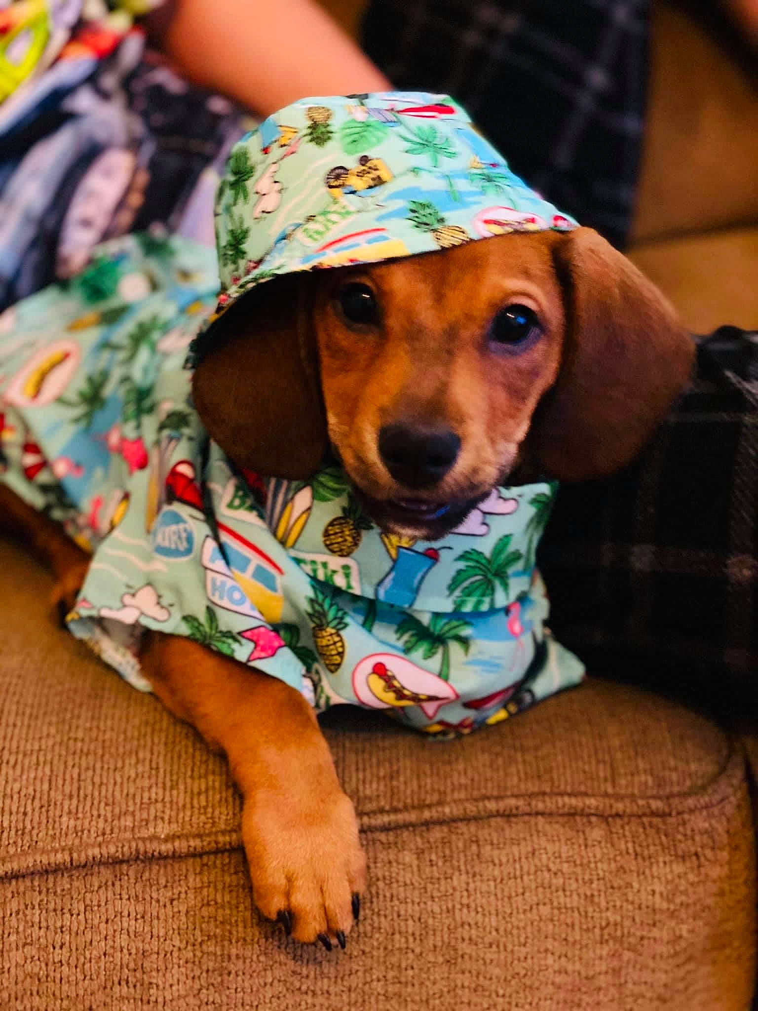 Sammy joined the competition — help win amazing prizes! canidae, carnivore, collar, companion_dog, dog, dog_breed, dog_clothes, dog_supply, eyewear, fashion_accessory, fawn, hat, mammal, sitting, snout, sporting_group, street_fashion, sunglasses, whiskers, working_animal