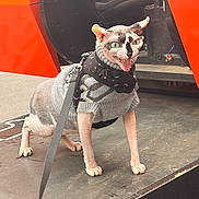 Beef joined the competition — help win amazing prizes! animal, cat, closeup, ears, excited, feline, green_eyes, hairless_cat, harness, leash, machine, metal_surface, mouth_open, orange, outdoor, pet, sphynx_cat, standing, sweater, whiskers